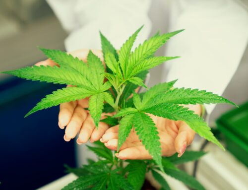 Fête des Mères : Offrez un cadeau bien-être avec le CBD à La Farlède