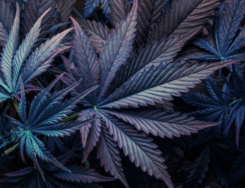 Comment le CBD peut aider à surmonter le blues hivernal à La Farlède