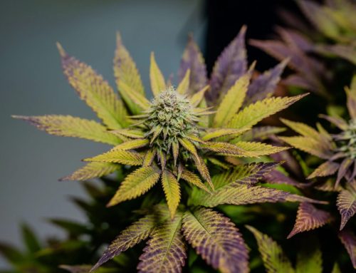 CBD Shop Local à La Farlède : Pourquoi Choisir Herbi&rsquo;diol Plutôt qu&rsquo;Internet
